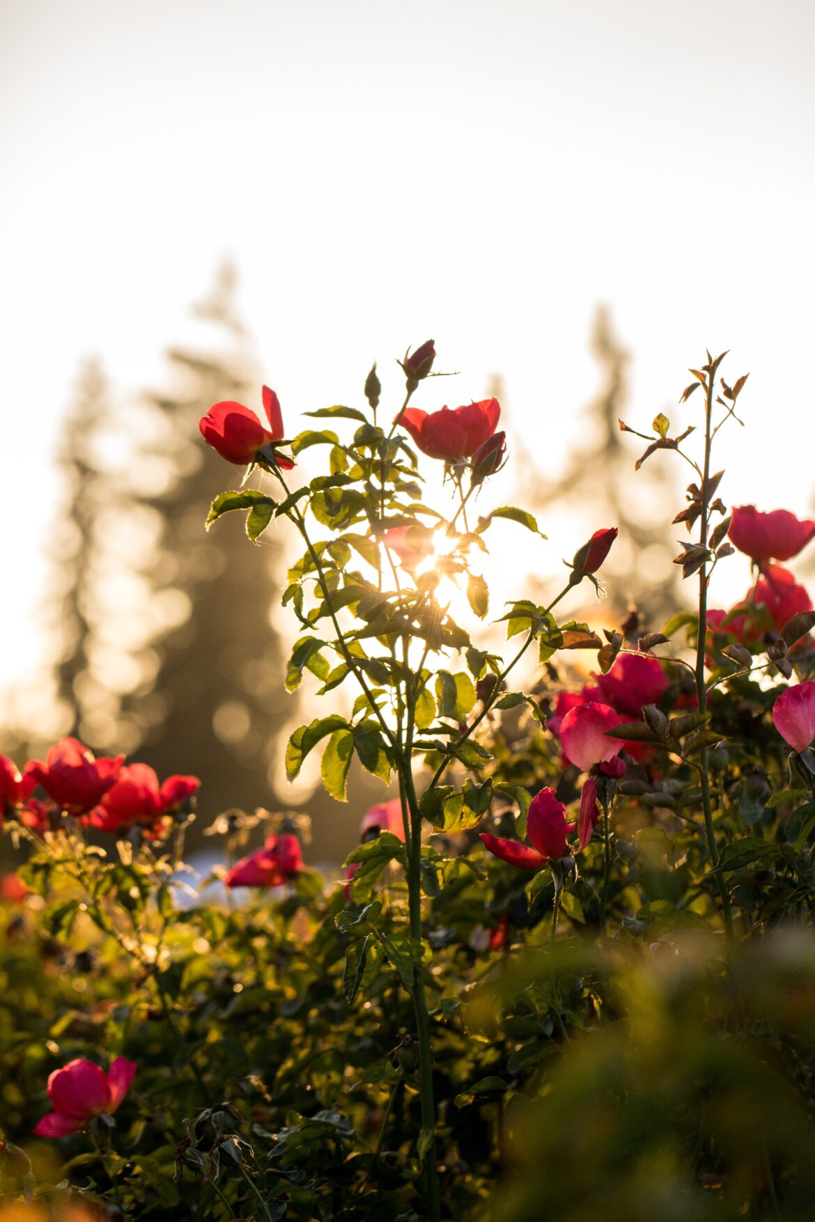 Róże a pory roku – jak dbać o kwiaty niezależnie od pogody?